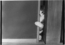 Load image into Gallery viewer, Afterword - Masahisa Fukase - 1st Edition